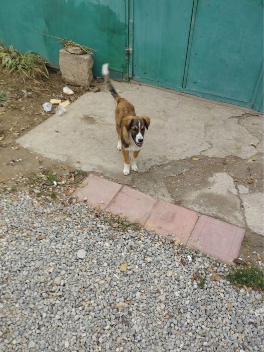 Щенок девочка в добрые руки!