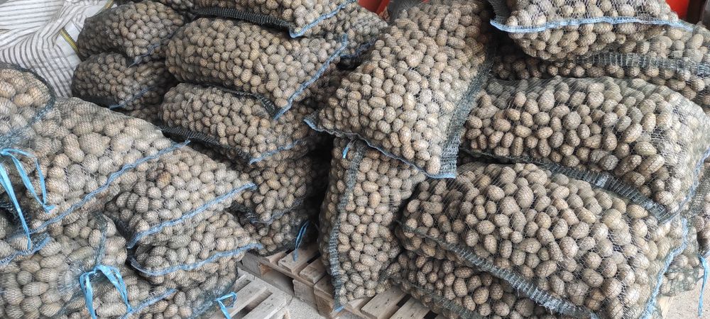 Cartofi pentru sămânța și pentru animale anul 2025