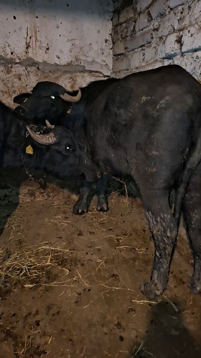 Vând două juninci de bivol gestante