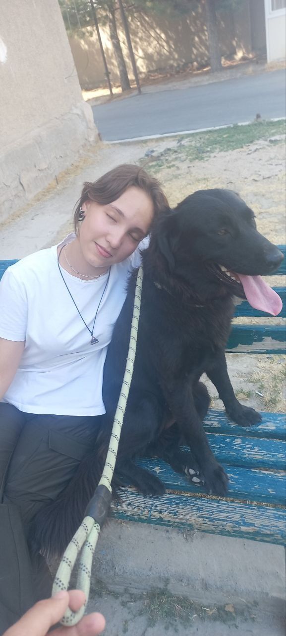 годовалая собака