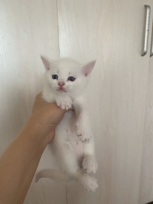 Скоттиш страйт. 16. 10. 25. Угил бола