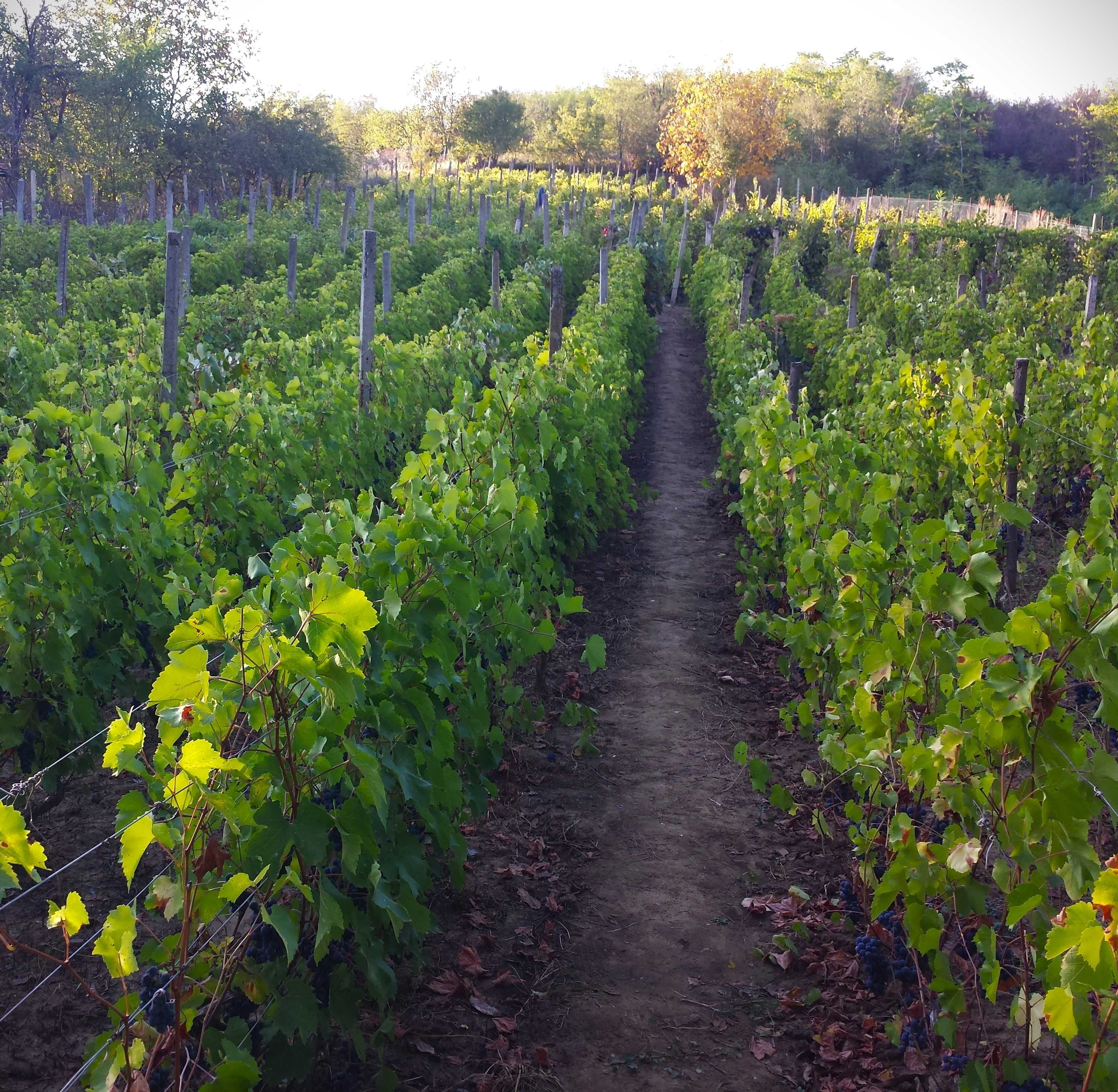 Teren intravilan-2220 mp - Niscov, com. Vernesti.