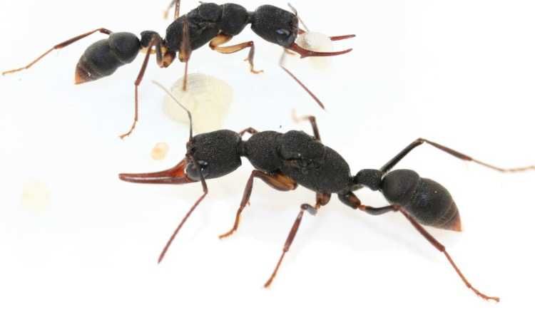 AntsBulgaria различни видове мравки и формикариуми