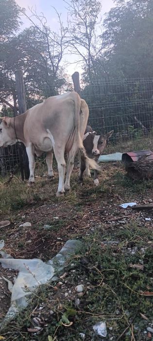 Vând vaca fara vițel