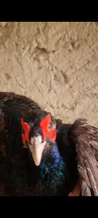 1 juft Rumin fazan sotiladi