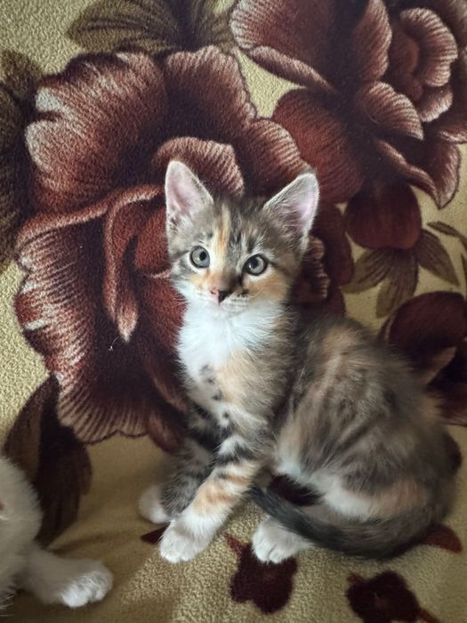 Кошки отдам в добрые руки