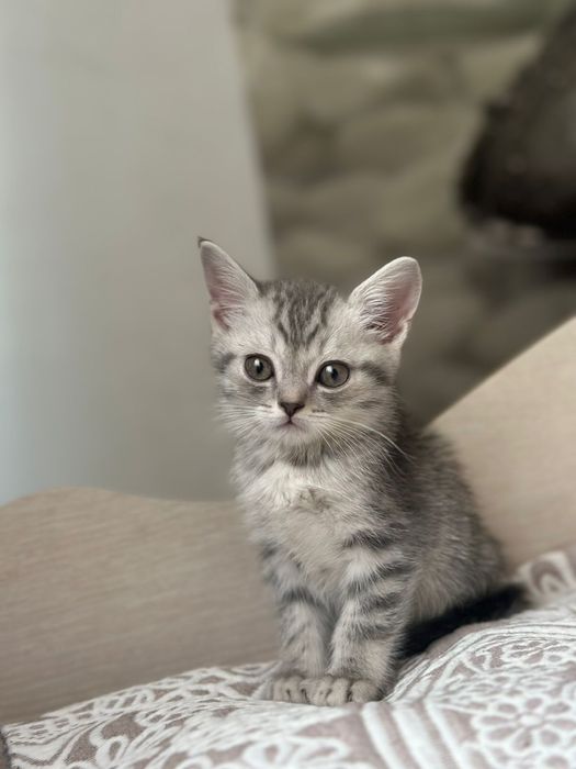 продам породистого кота
