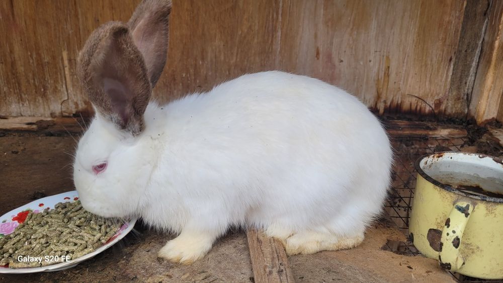 Quyon sotiladi sog'lom. Hali bolalamagan