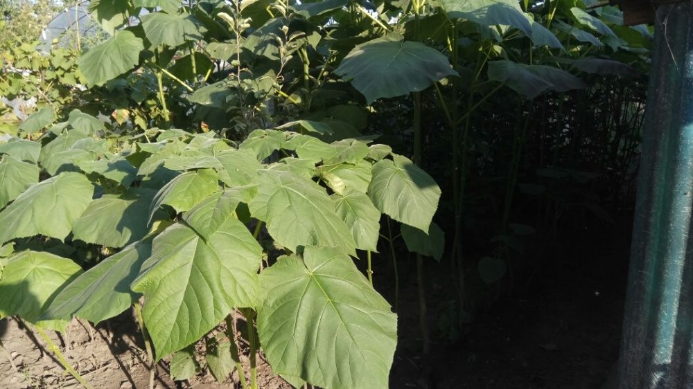 Paulownia Tomentosa, Eleongata rasad, paulonia, pawlonia