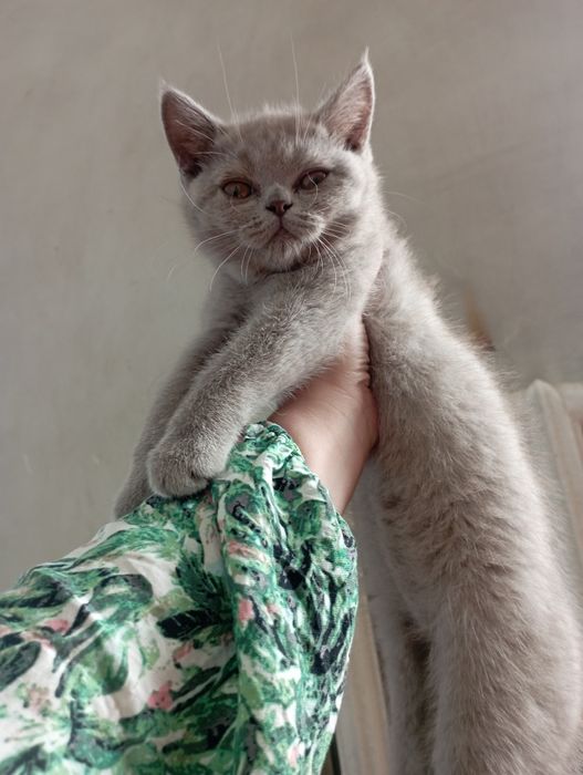 Skoyiw strayt mushukchamiz sotladi