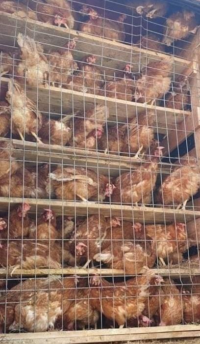 Gaini roși outoare livram la domiciliu