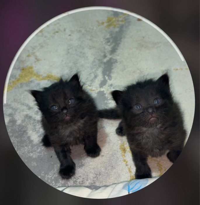 Котята (mushukchalar)