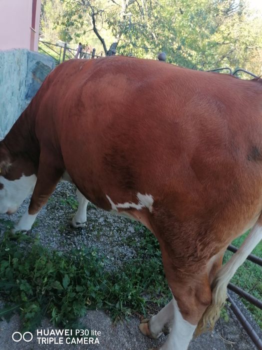 Juninci baltate gestante in 2 luni cu taur angus