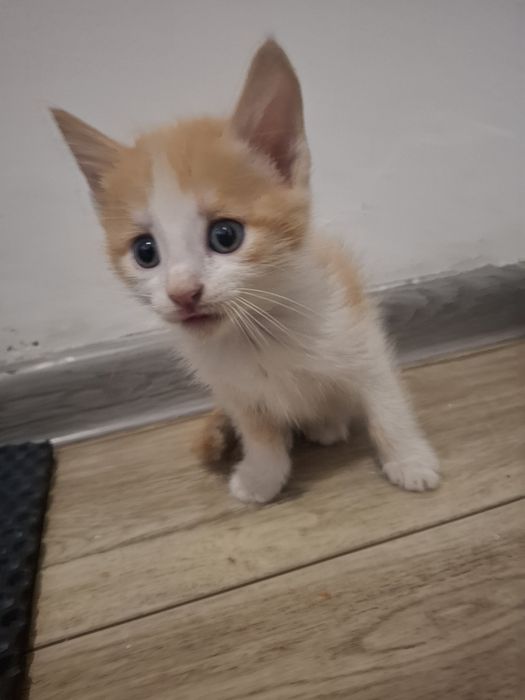 Отдам котят в хорошие руки