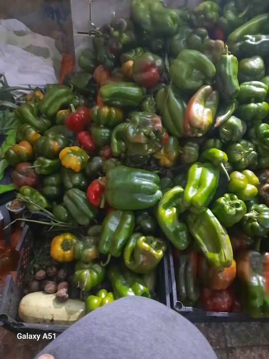 Gogosar verde și ardei de vinzare