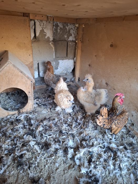 Parrandalar sotiladi