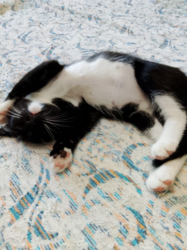 Котята ищут дом!