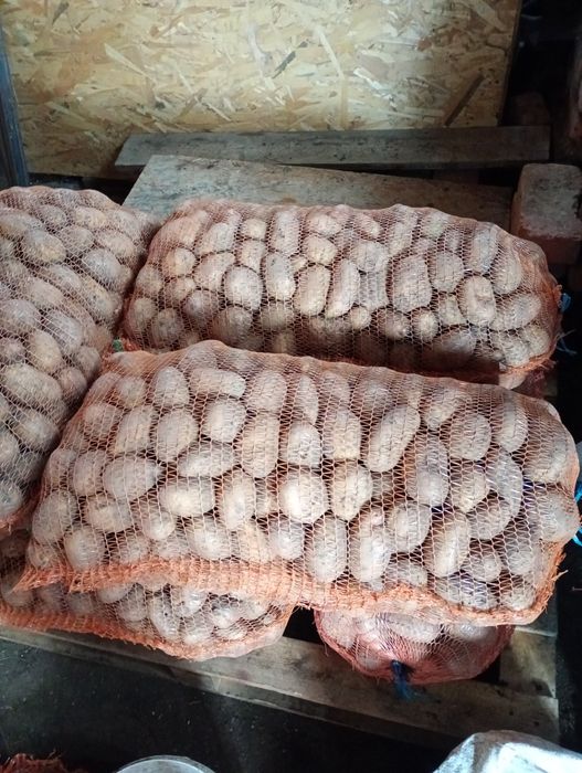 Cartofi albi de consum