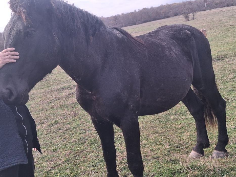 Cal de vânzare varsta 3 ani