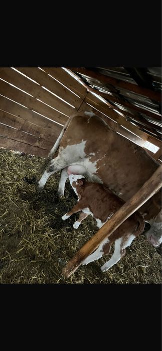 Vand vaca tanara la prima fatare cu vitea