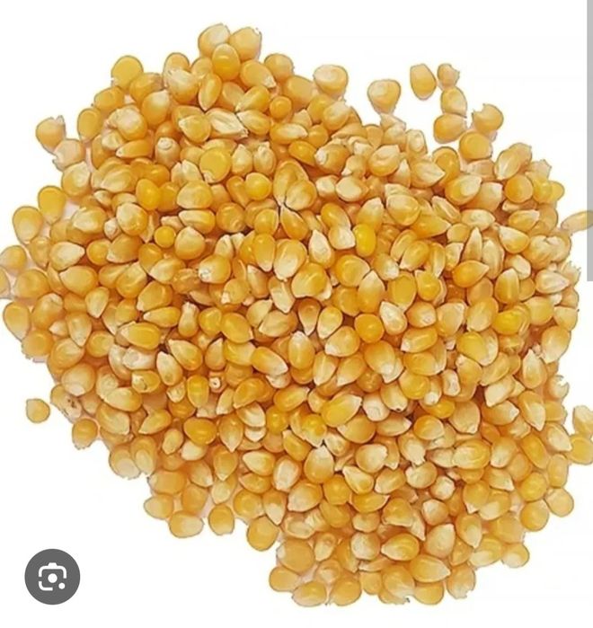 Samanta Porumb Vrac DKC