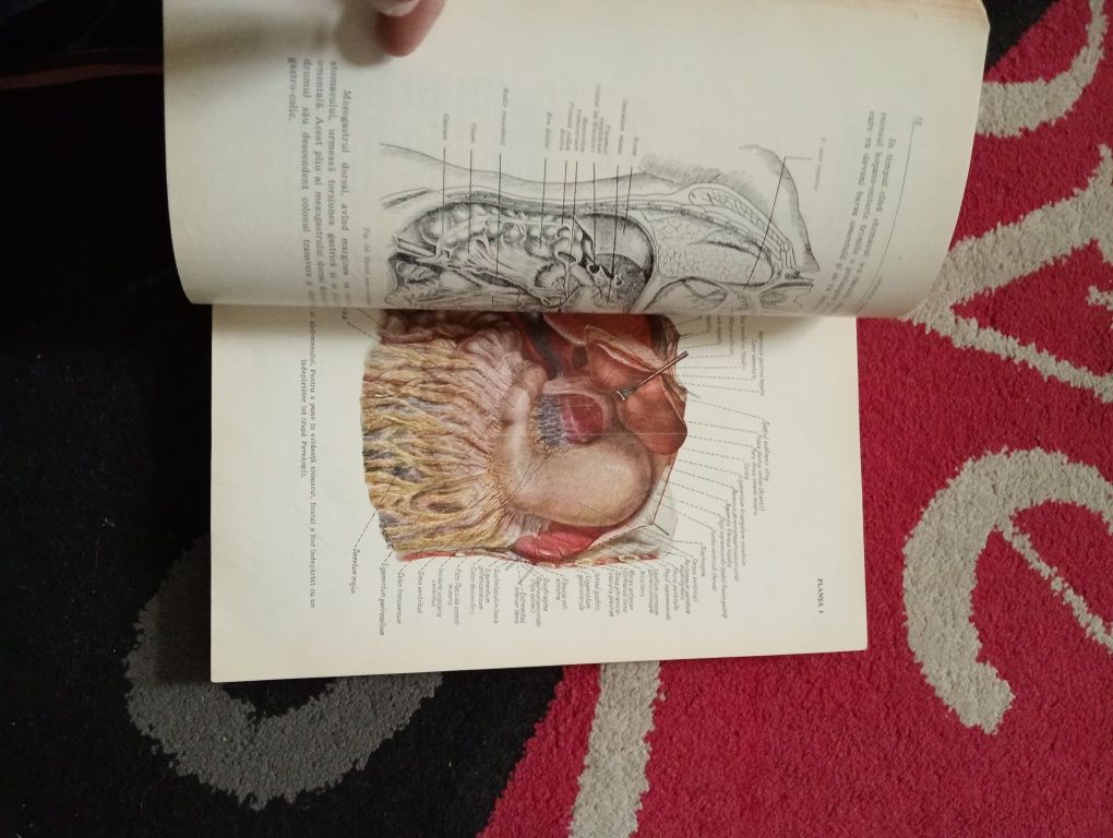 Carte medicina Anatomia Omului Viscere