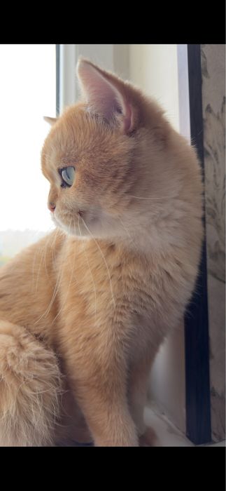 Приглашаем на вязку, к чистокровному Британскому коту (шиншила ny12)