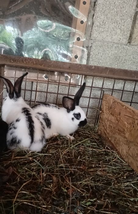 iepuri fluturi rasa mare