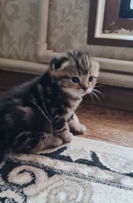 Продаются вислоухие/скоттиш фолд/котята