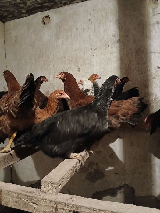 Товуклар сотилади