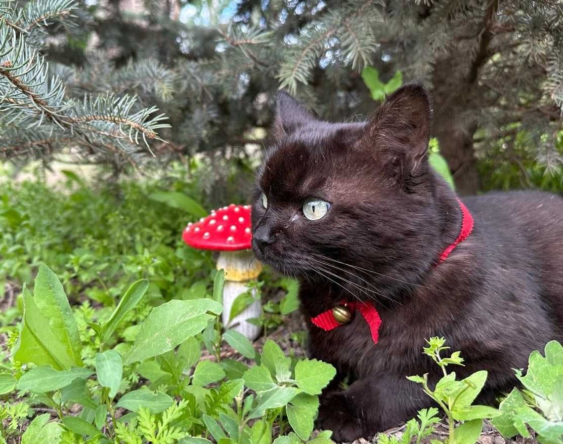 Котик с приданным