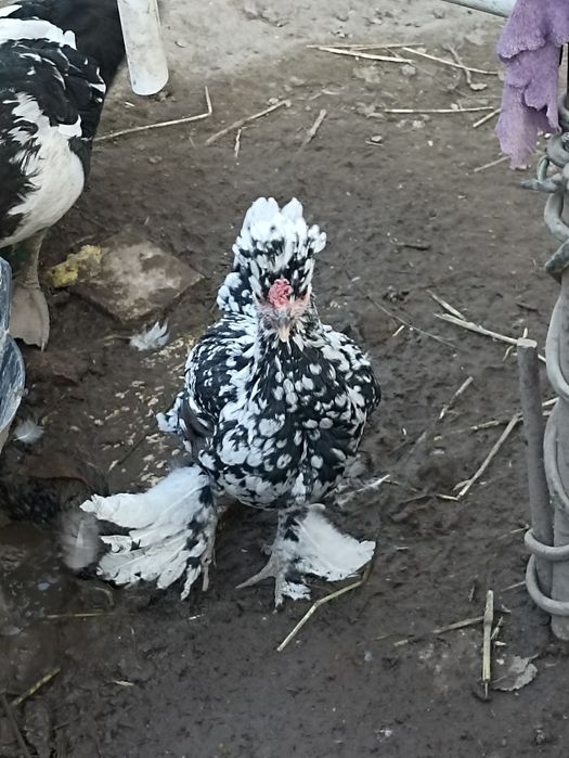 Японка тавукчалар сотилади