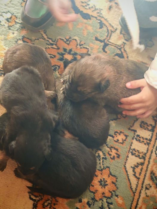 Немецкая овчарка полу кровки