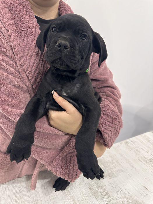 Cane corso cu pedigree!!