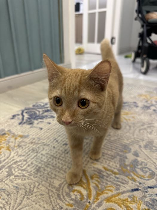 Котенок красивый