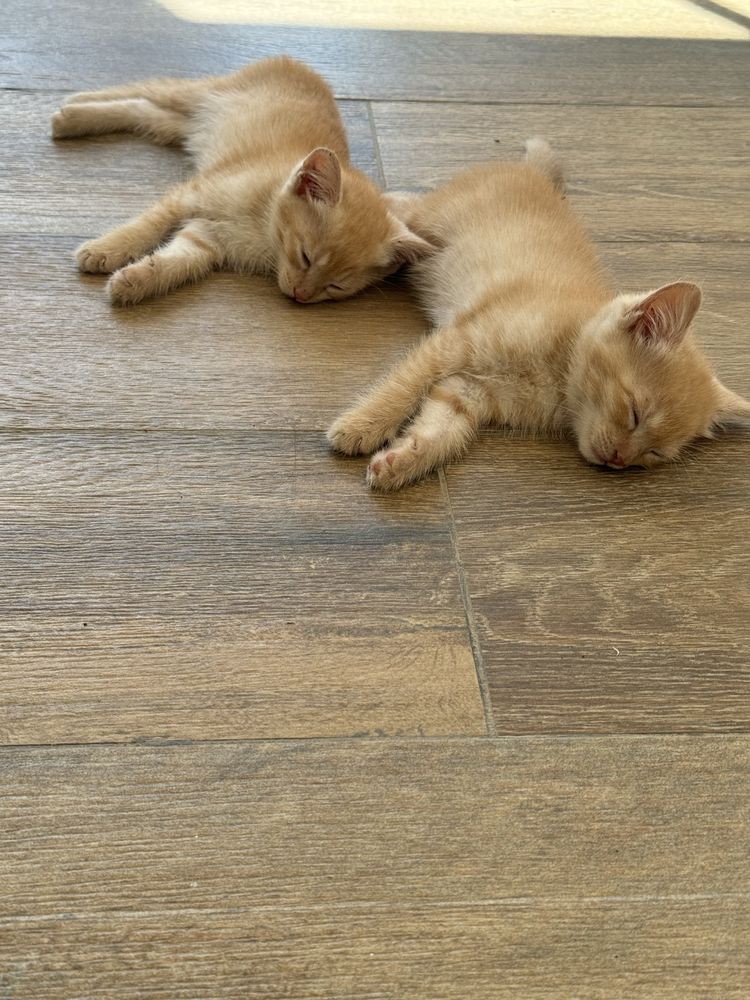 Кошки котенки 1 айлыктар