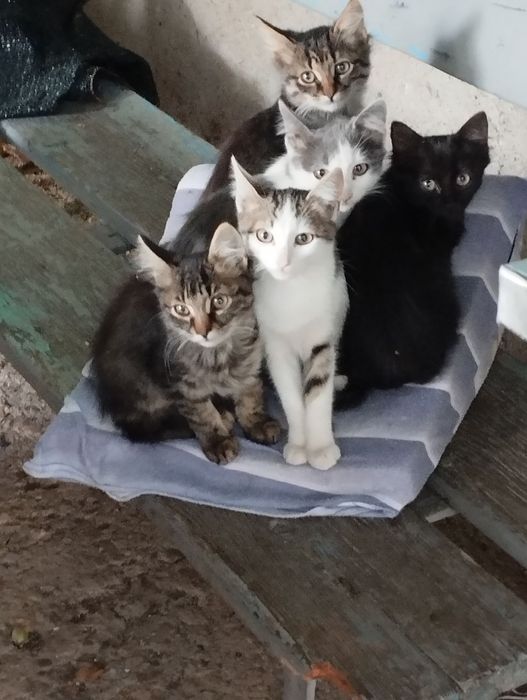 Подарявам котенца