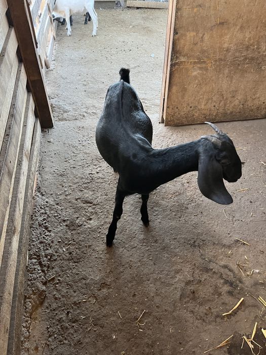 Tapuc de 5 luni spre vanzare si iada