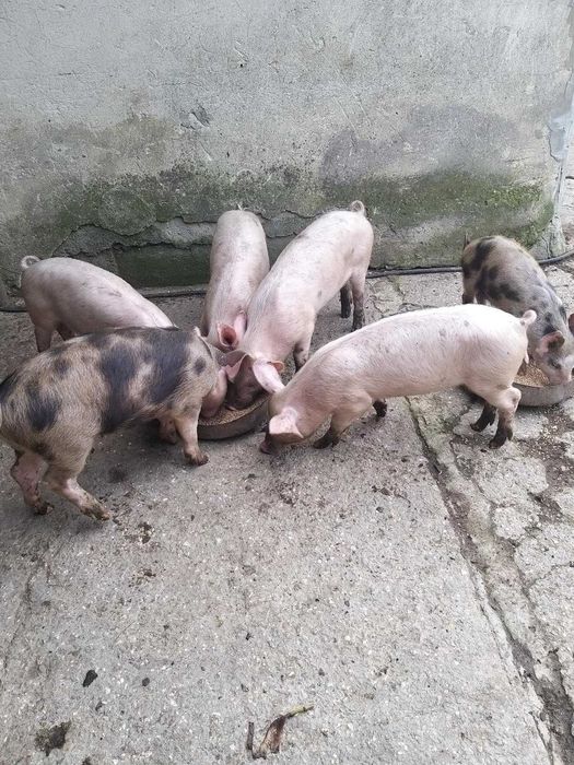 Малки прасенца за продан