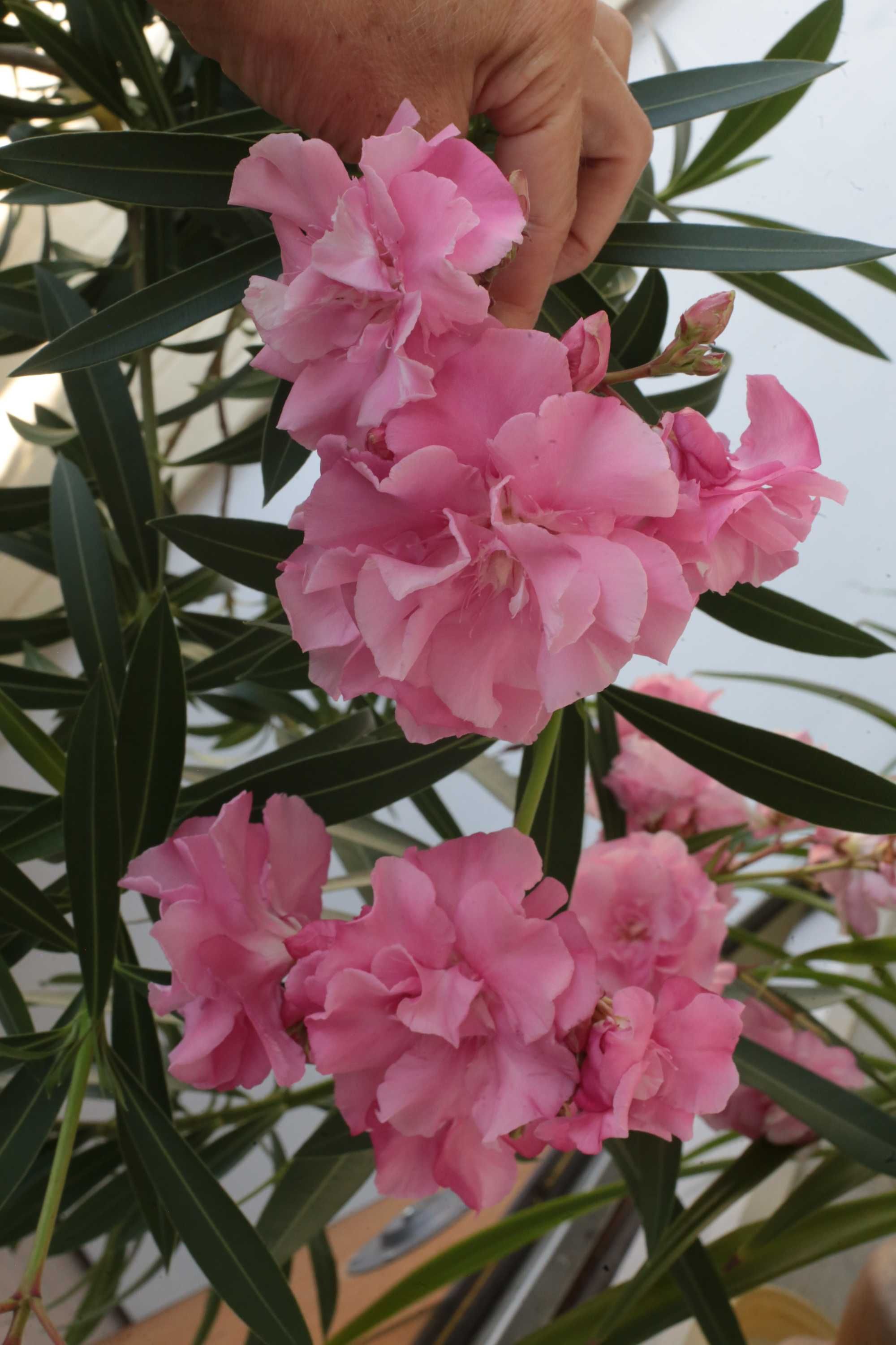 Олеандр махровый розового цвета