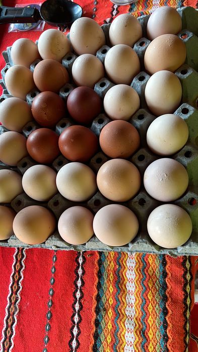 Домашни яйца за консумация