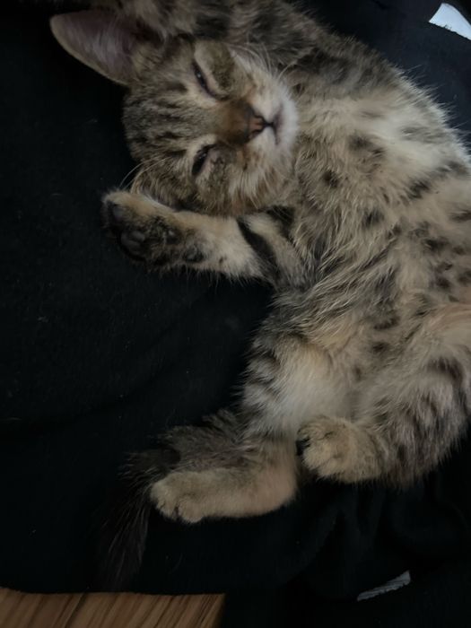 dau spre adoptie un pisoias