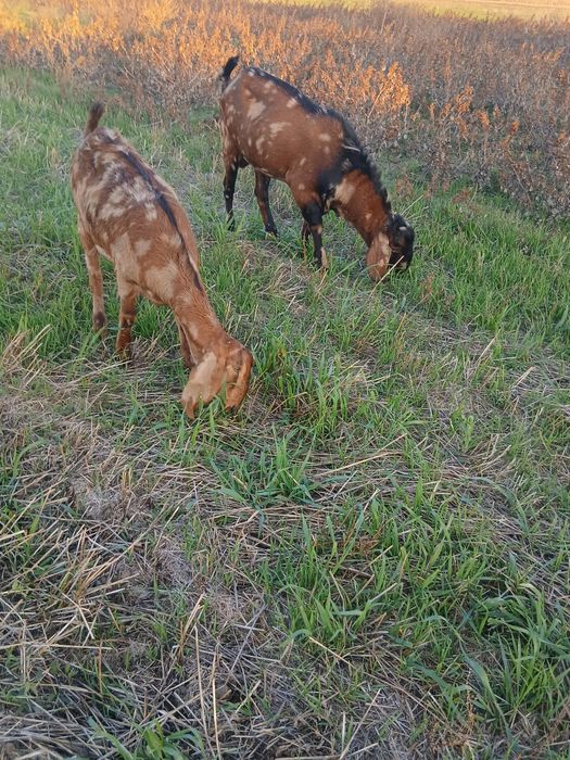 Se vinde 1 țap si 1 iadă anglonubieni