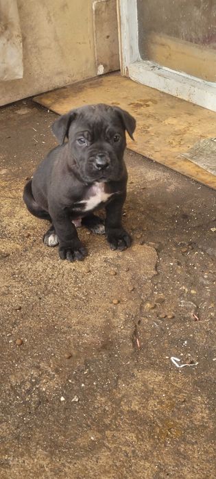 Продавам бибета Кане Корсо.