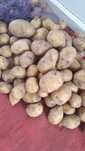 Продам кортофель домашнии