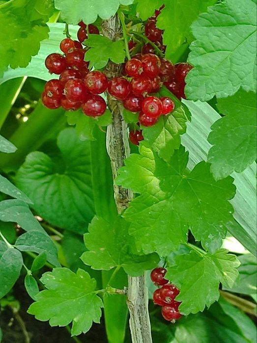 Растения.Смородина краснаяэОр-р транспортный институт. Есть доставка.