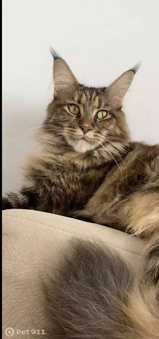 Мейнкун девочка 3 года