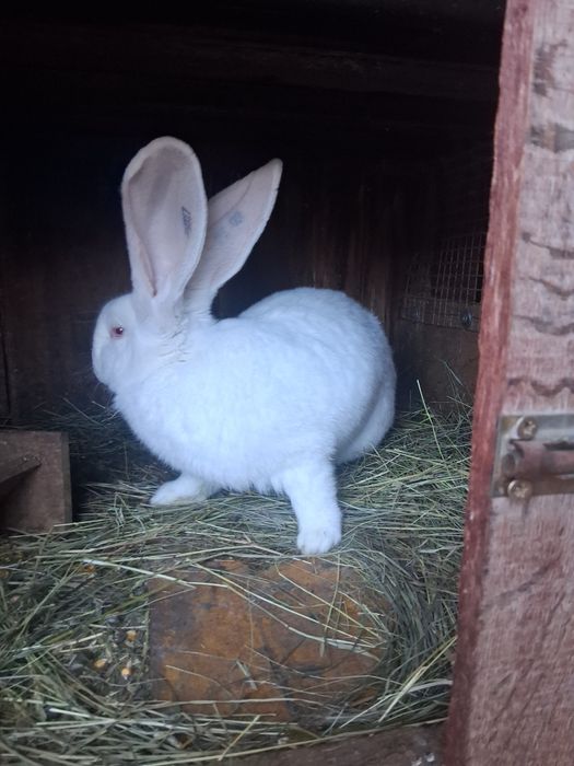 Vind iepur 3+3 U G si de casă