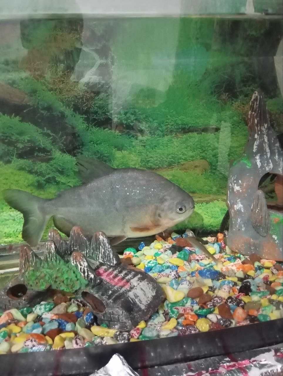 Akvarium VA baliq