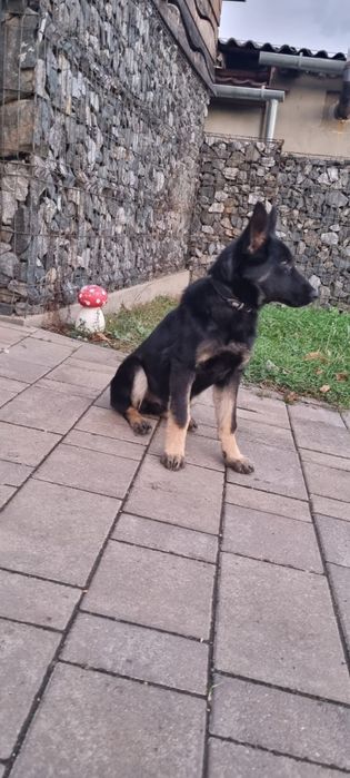 Cățelușă ciobănesc german